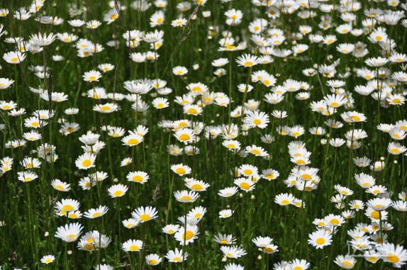 Flores se espalham pela Patagônia andina nessa época do ano, em Villa Traful, no Parque Nacional Nahuel Huapi, na Argentina